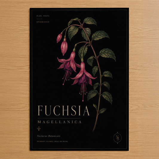 Siyah zeminde pembe fuşya çiçekleri ve yeşil yapraklarıyla botanik tarz Fuchsia Magellanica duvar tablosu.