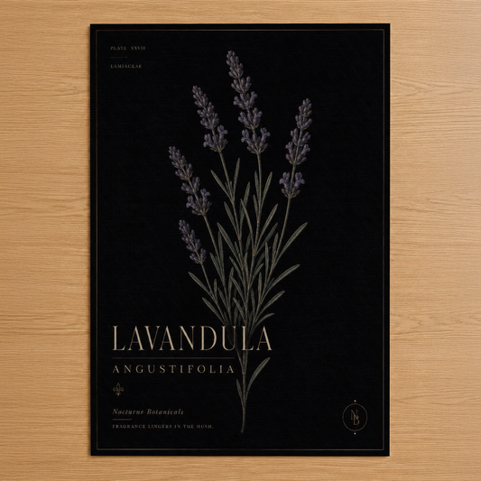 Lavandula Angustifolia botanik tablosu, siyah zemin üzerinde altın yazı ve detaylı çiçek illüstrasyonu ile şık tasarım.