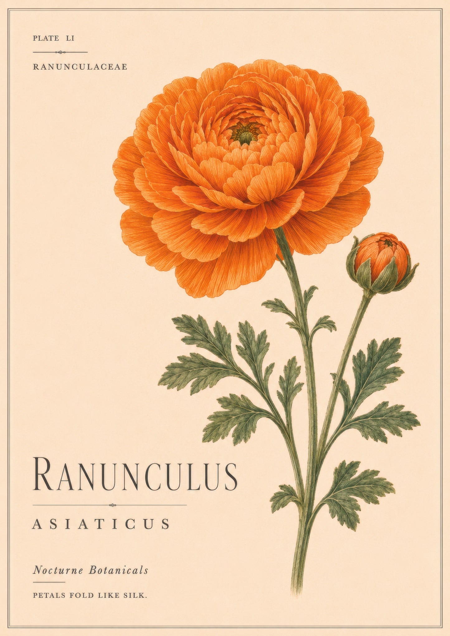 Turuncu Krem Botanik Ranunculus Çiçeği Vintage Duvar Tablosu