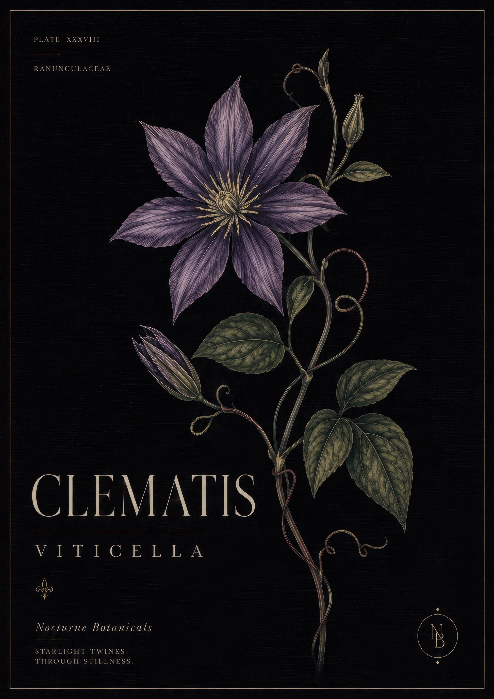 Mor Yeşil Clematis Çiçeği Botanik Duvar Tablosu