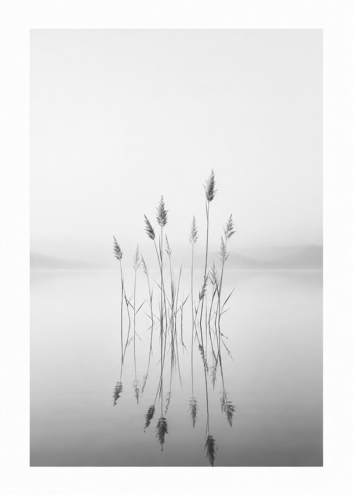 Gri Beyaz Minimalist Kamış Yansıması Doğa Fotoğrafı Duvar Tablosu