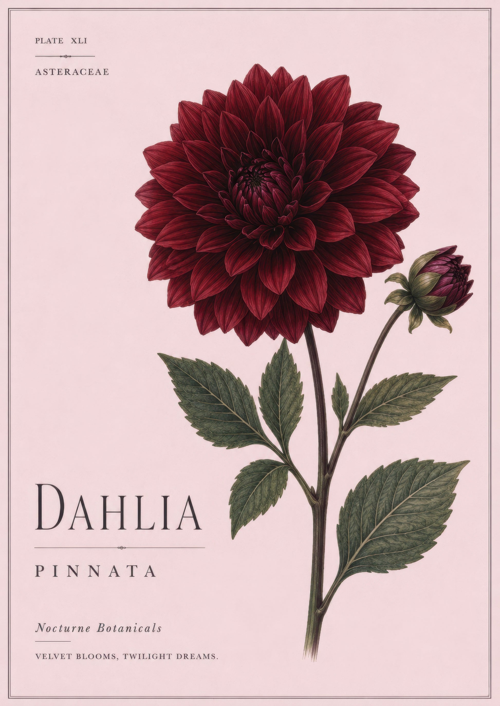 Bordo Pembe Botanik Dahlia Çiçeği Vintage Duvar Tablosu