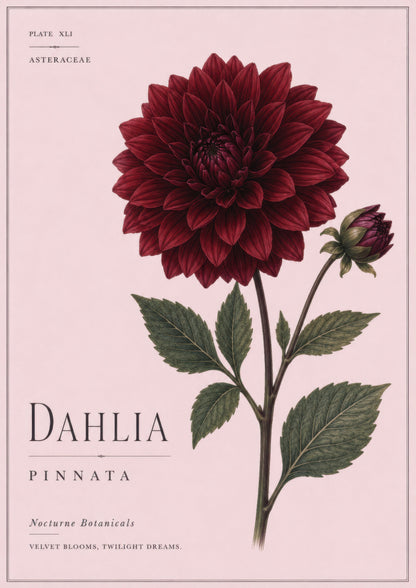 Bordo Pembe Botanik Dahlia Çiçeği Vintage Duvar Tablosu