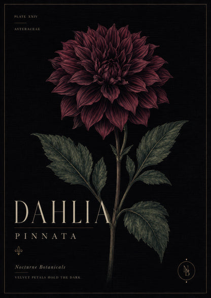 Bordo Yeşil Dahlia Çiçeği Botanik Duvar Tablosu