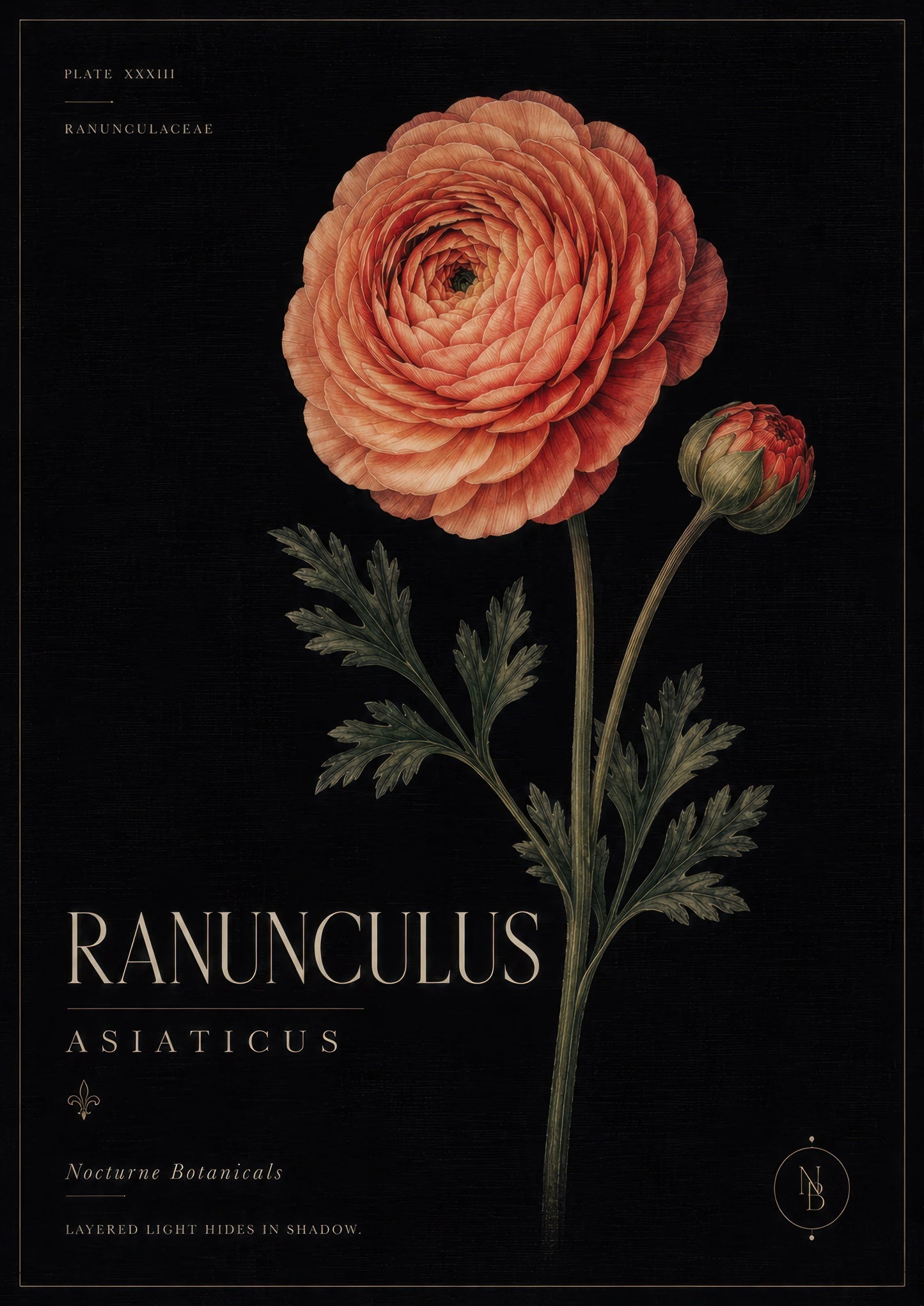 Turuncu Siyah Botanik Ranunculus Çiçeği Vintage Duvar Tablosu