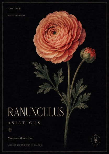Turuncu Siyah Botanik Ranunculus Çiçeği Vintage Duvar Tablosu
