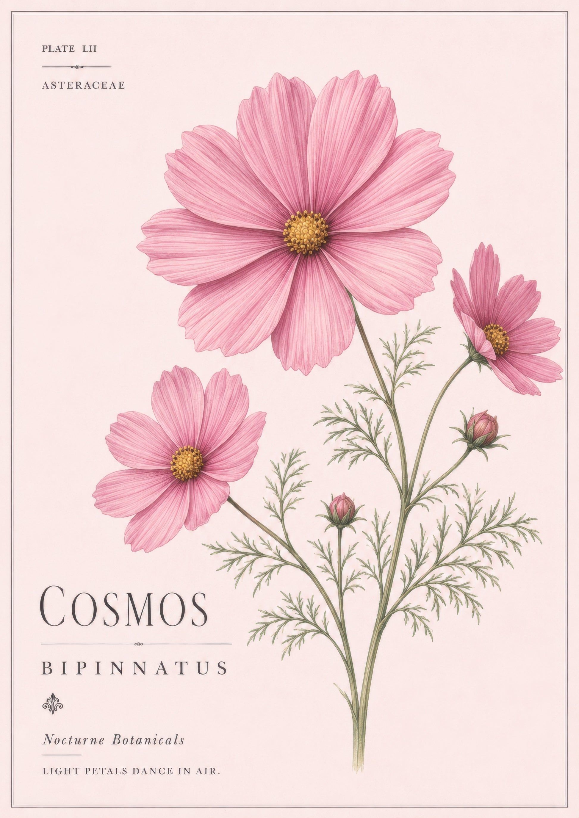 Pembe Krem Cosmos Çiçeği Botanik Duvar Tablosu