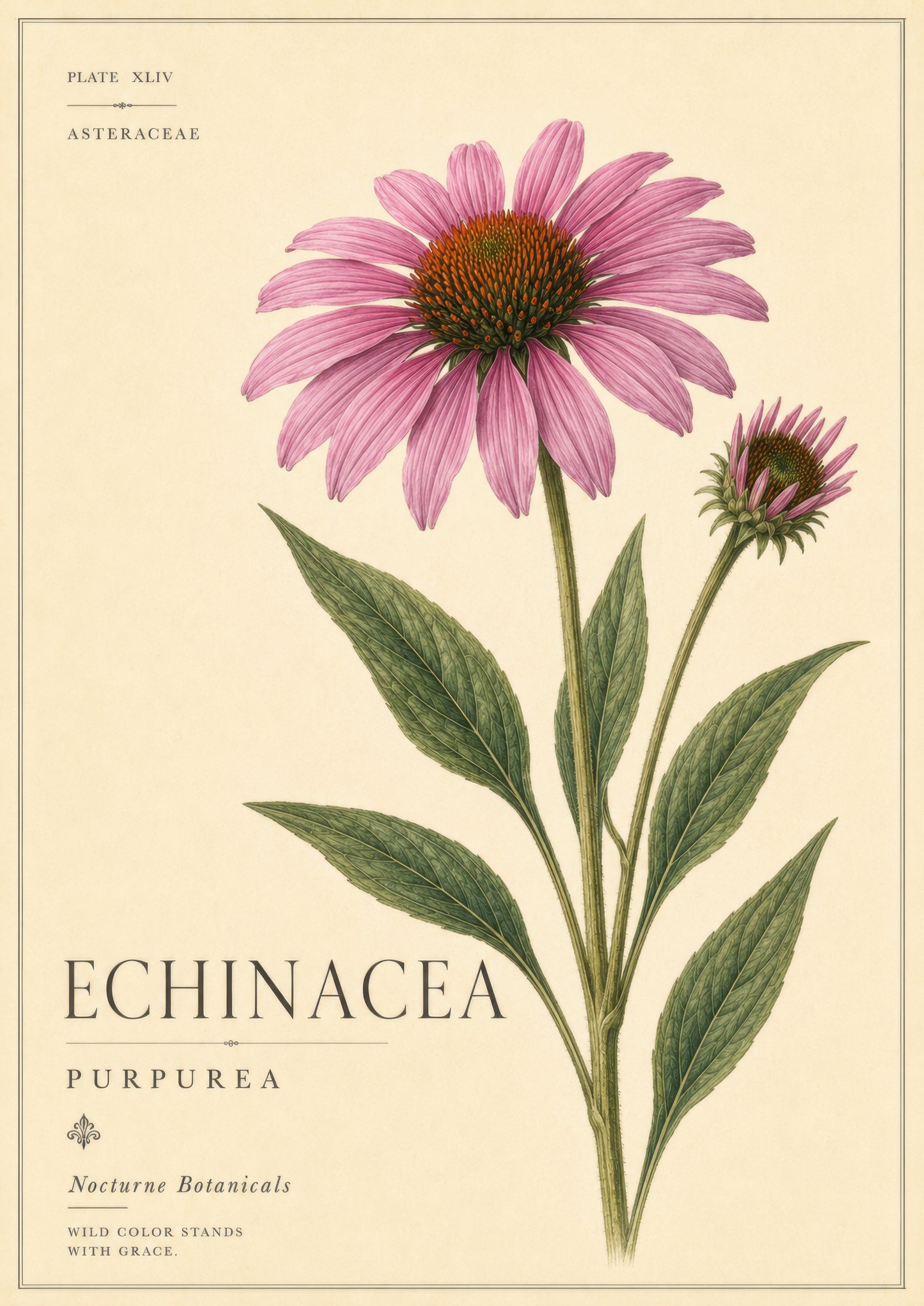 Pembe Yeşil Echinacea Çiçeği Botanik Duvar Tablosu