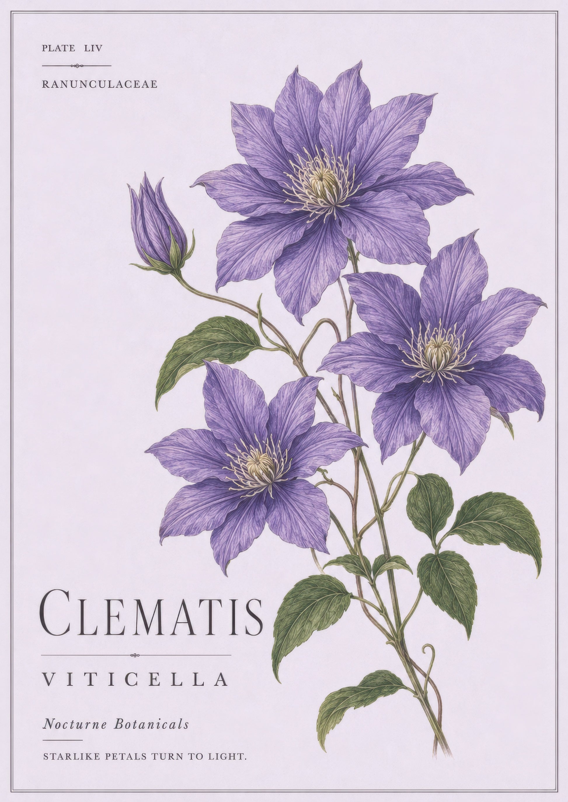Mor Yeşil Clematis Çiçeği Botanik Duvar Tablosu