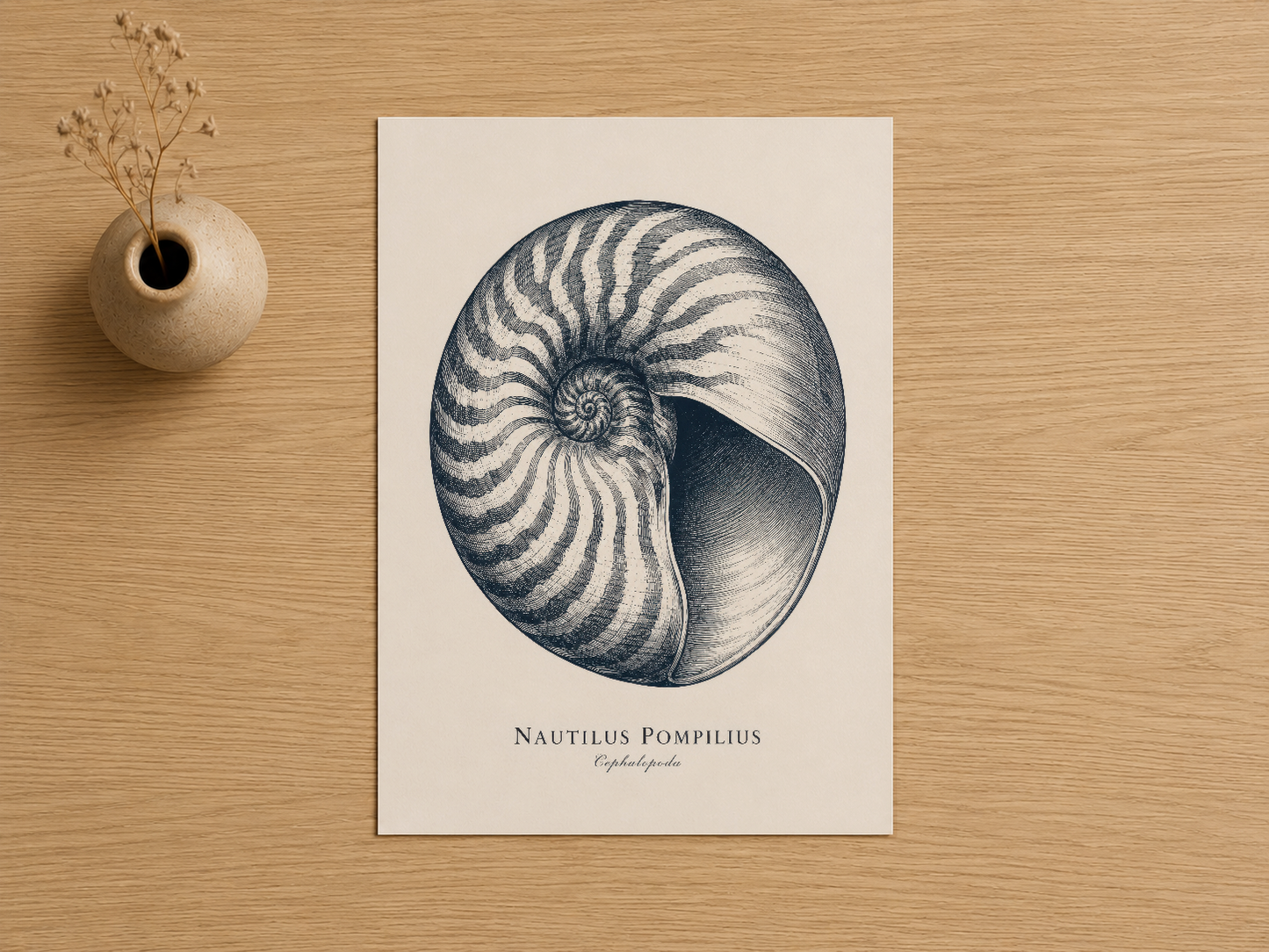 Nautilus Pompilius botanik illüstrasyonu, krem renkli poster, çam ağacı masanın üstünde doğal ışıkta.