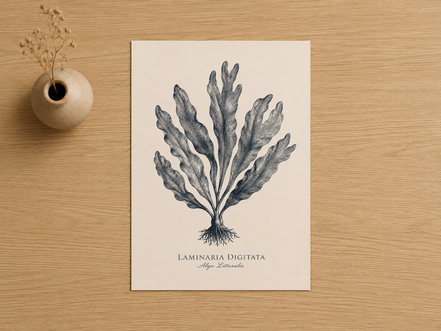 Laminaria Digitata botanik poster, vintage çizim stilinde, krem rengi zeminde detaylı seaweed illüstrasyonu.