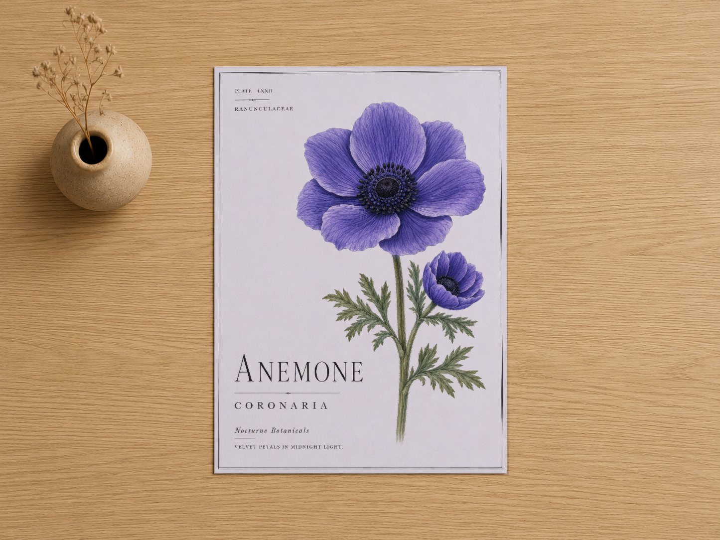 Botanik stilinde detaylı mor anemone çiçeği ilüstrasyonu, latince bilim adları ve özel baskı detaylarıyla.
