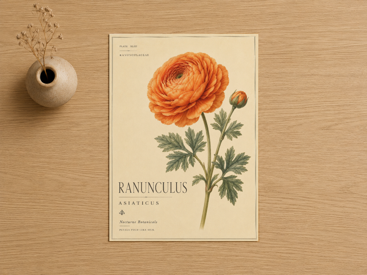 Ranunculus asiaticus botanik baskısı, vintage stil ahşap tablonun üzerine.