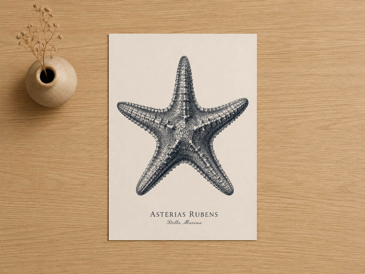 Detaylı deniz yıldızı illüstrasyonlu Asterias Rubens baskısı, botanik dekorasyonlarla birlikte yer alıyor.