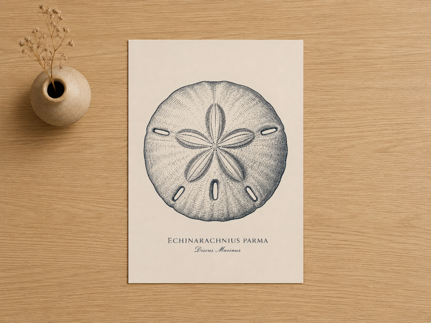 Echinarachnius parma deniz yıldızının detaylı doğa çizimi, klasik botanik stil poster baskı.