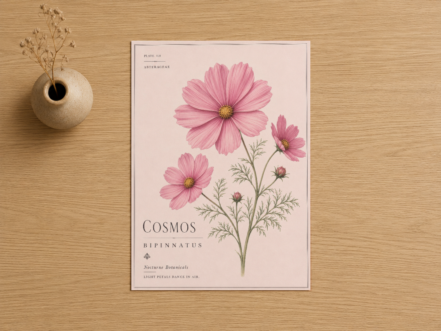 Cosmos bipinnatus botanik tablosu, detaylı pembe çiçek illüstrasyonu ve bilimsel yazılarla hafif pembe zemine.