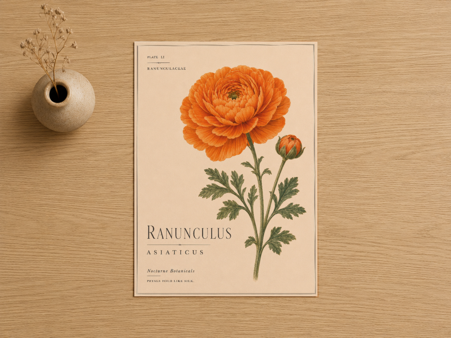 Detaylı yapraklarıyla Ranunculus Asiaticus botanik sanat baskısı, sıcak ahşap tona karşı.