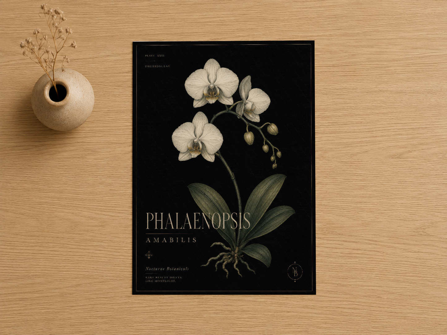 Phalaenopsis amabilis orkidesi illüstrasyonu, klasik siyah zemin üzerinde detaylı botanik gravür tarzı baskı.