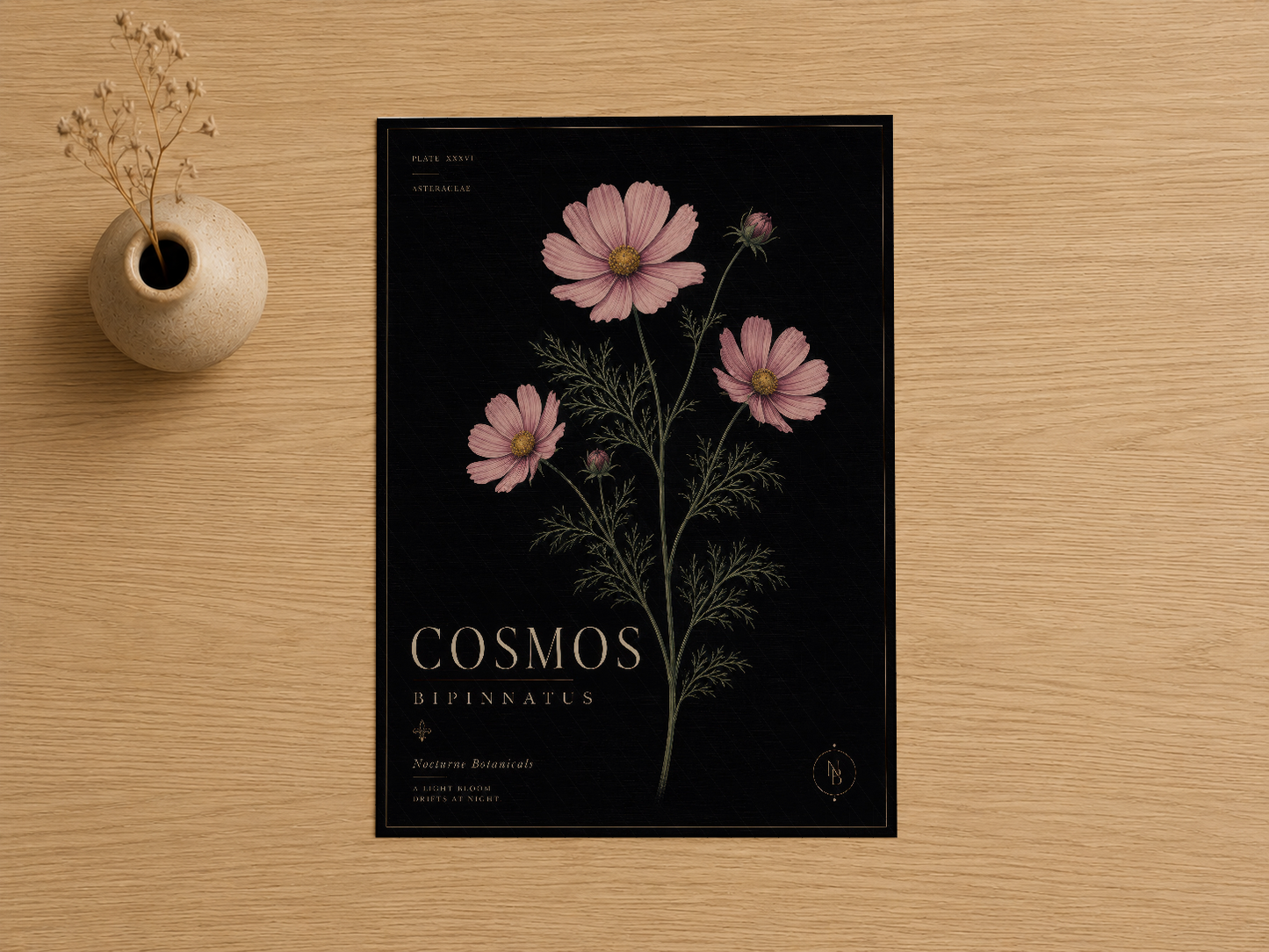Pembe cosmos çiçeklerinin detaylı botanik çizimi siyah arkaplan üzerinde, latince yazı ile.