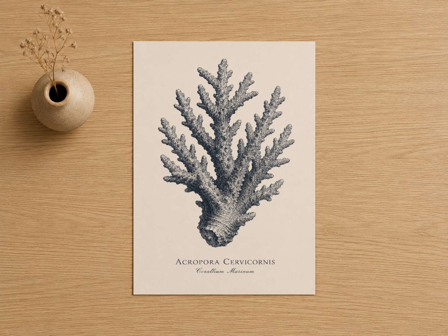 Acropora Cervicornis mercan sanat baskısı, krem zeminde detaylı gravür stilinde.