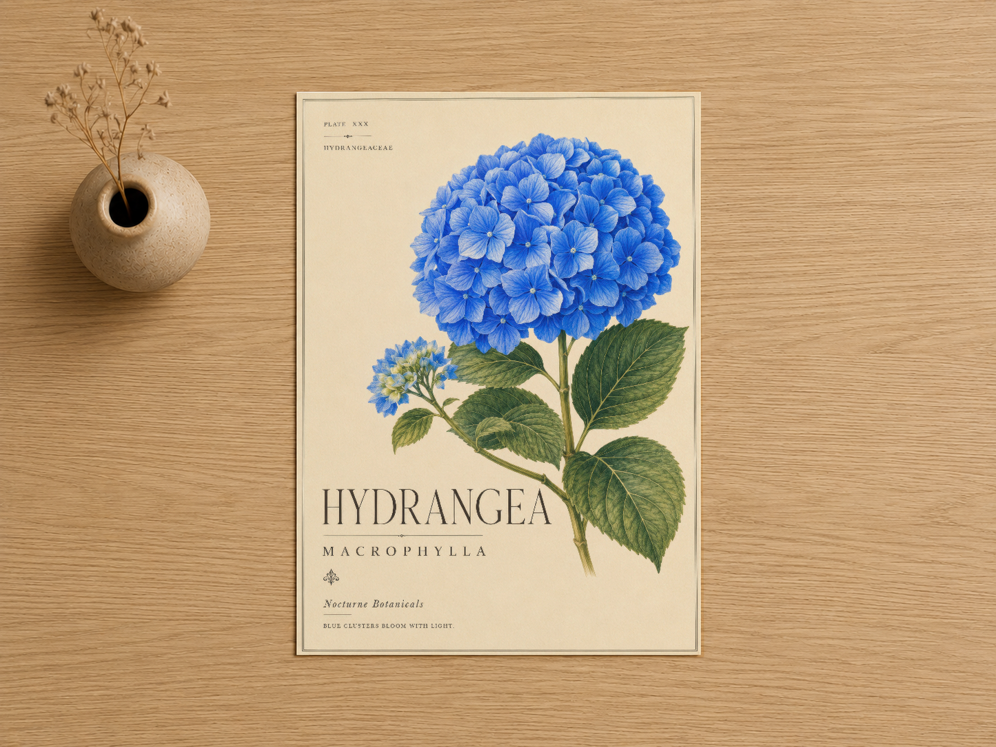 Hortensia macrophylla botanik poster, vintage sanat tarzında detaylı çiçek ve yaprak tasarımı.