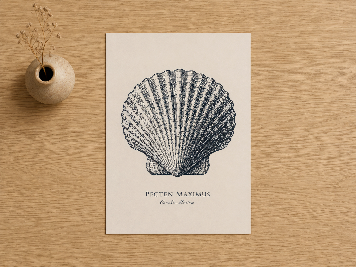 Pecten Maximus kabuk anatomisini detaylı çizimle gösteren, minimalist stil duvar posteri.