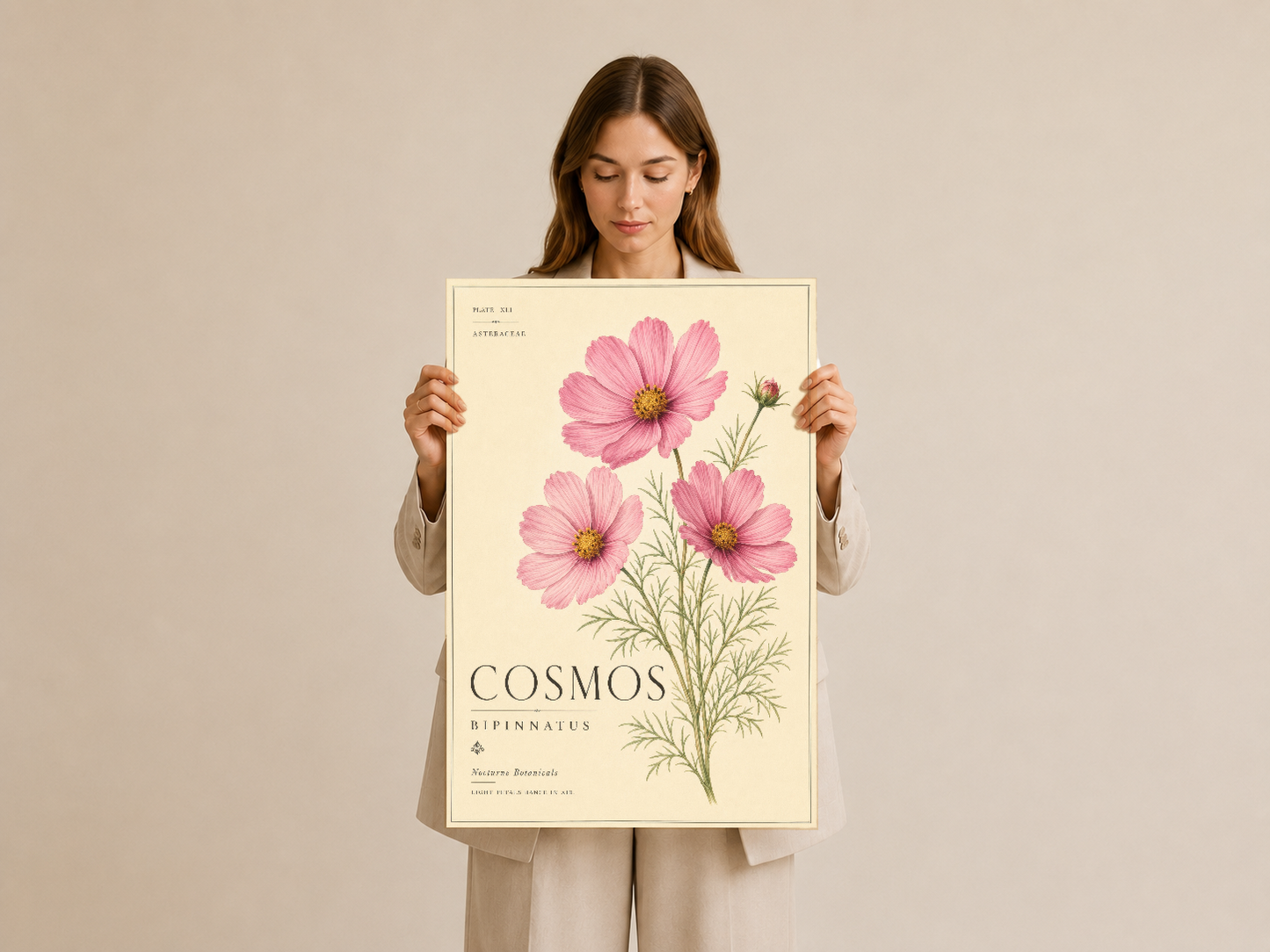 Cosmos bipinnatus botanik tablosu, doğal ışıkta sergilenen sanat eseri.