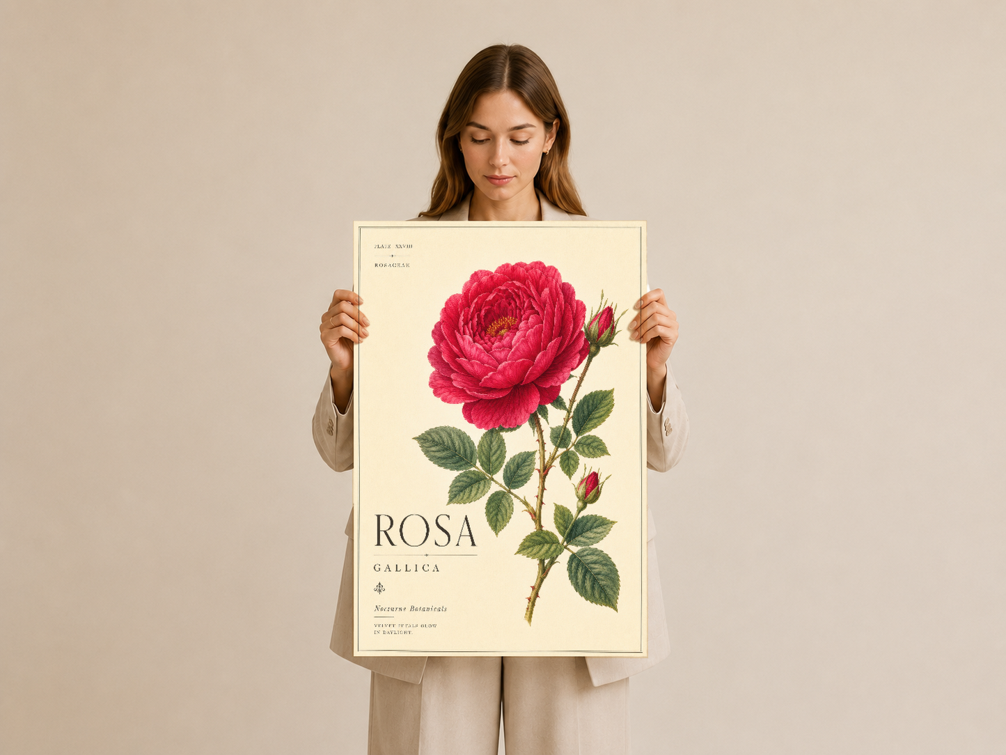 Botanik gül tablosu tutuluyor, vintage bilimsel stil poster, Rosa Gallica sanat baskısı.