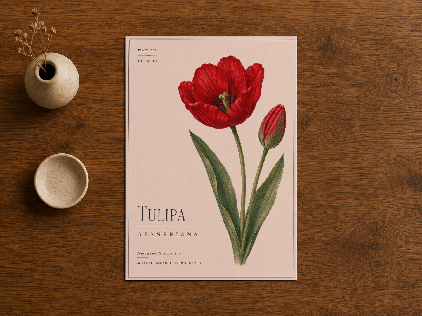 Isıl ahşap masanın üzerine yerleştirilmiş, Tulipa Gesneriana başlıklı dekoratif botanik tablosu.