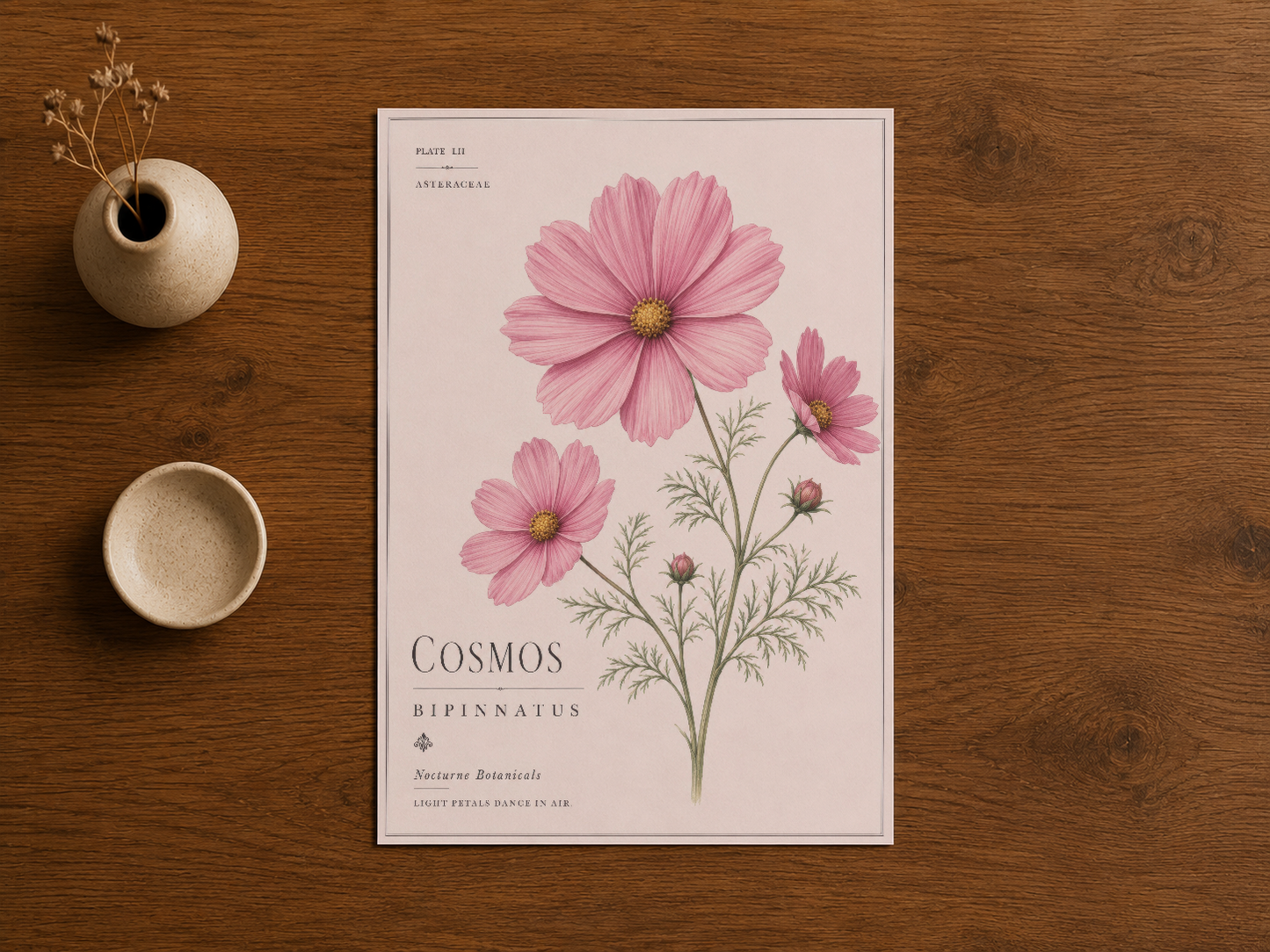 Cosmos bipinnatus duvar sanatı, ahşap masa üzerinde sergilenen görkemli pembe çiçek botanik baskısı.