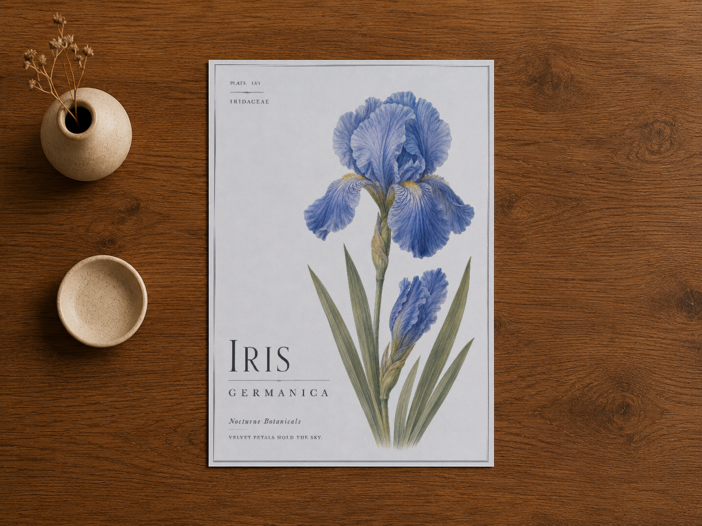 Ahşap masada, botanik özellikleriyle güzel çizilmiş iris germanica tablosu.