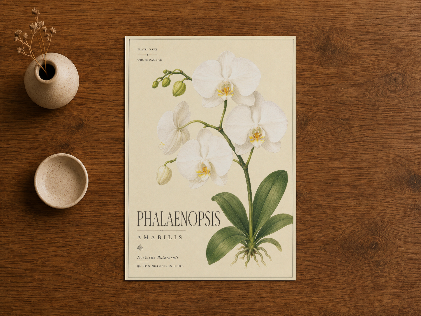 Klasik botanik tablosu, phalaenopsis amarilis orchidea türünün ilmiyetçi bir şekilde çizilmiş portresi.