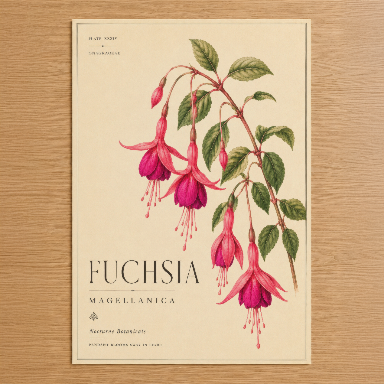 Fuchsia Magellanica botanik tablosu, vintage bilimsel illüstrasyon tarzında, parlak fuşya çiçekler ve yeşil yapraklarla.
