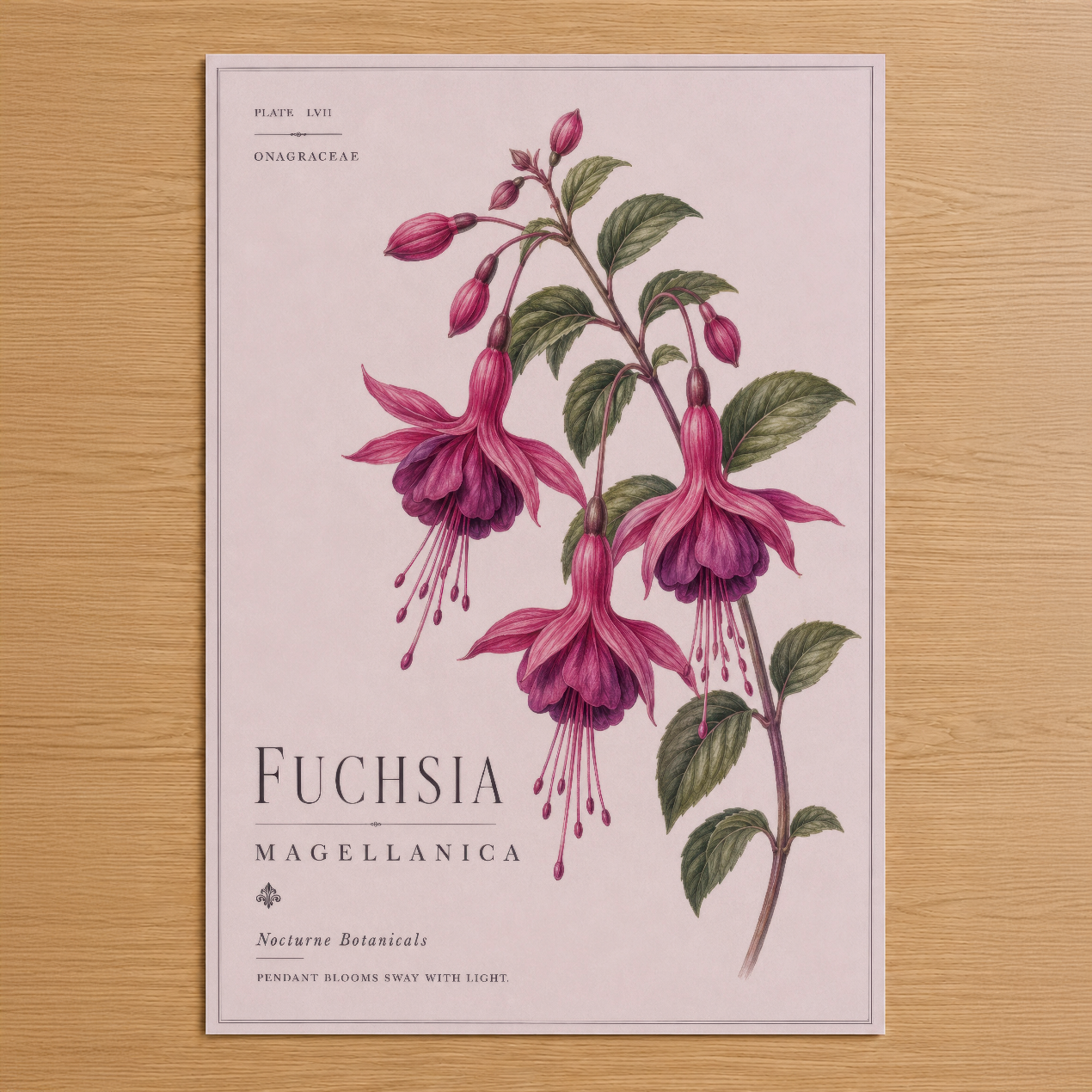 Fuchsia Magellanica botanik tablosu, zarif pembe çiçekleri ve yeşil yapraklarıyla klasik naturalist sanat tarzında.