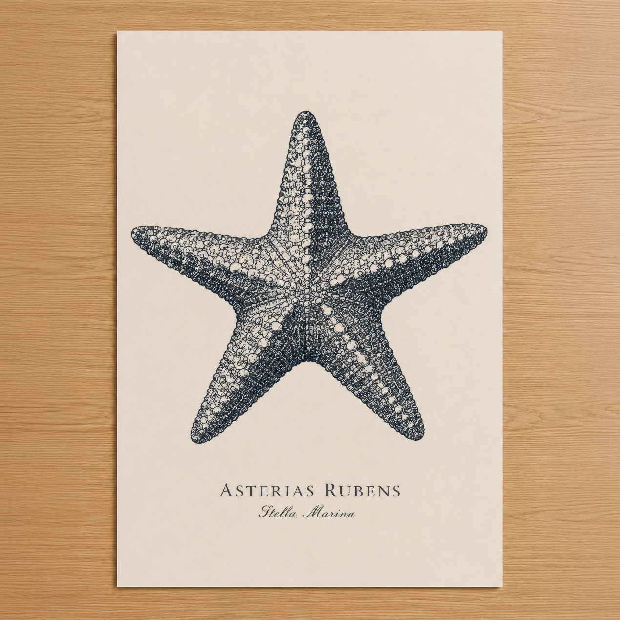 Asterias Rubens deniz yıldızı tasarımlı minimalist poster, krem rengi zemin üzerinde detaylı çizim.