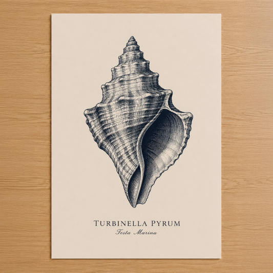 Türkiye'nin doğal harikası Turbinella Pyrum kabuğunun ince çizgili detaylarıyla çizilmiş klasik sanat tablosu.