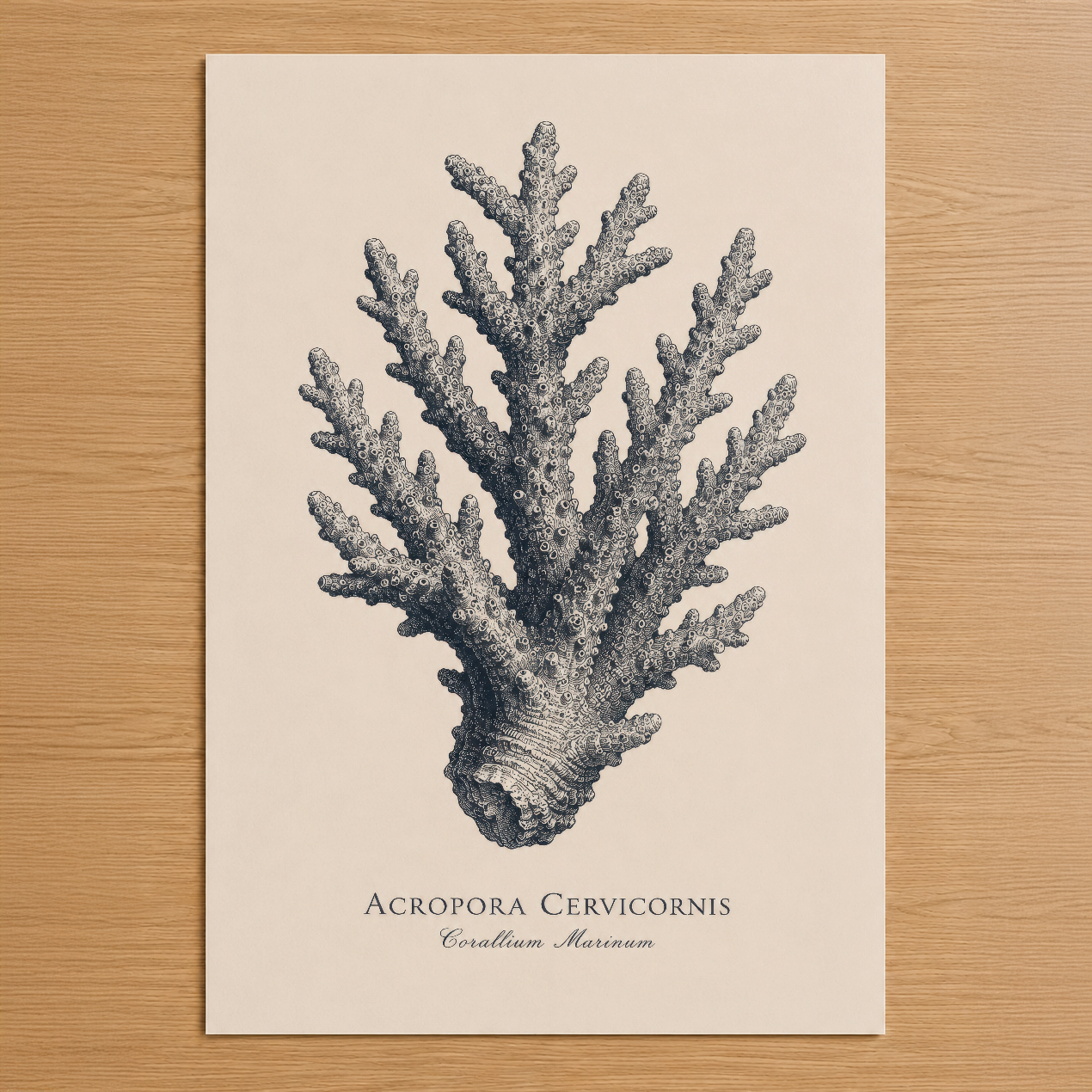 Acropora Cervicornis mercan desenli vintage stil duvar tablosu, nötr zemin üzerine detaylı siyah gravür.