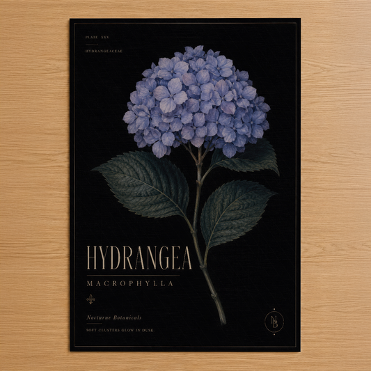 Siyah zemin üzerinde pastel mavi hortensiya çiçeğinin botanik illüstrasyonlu klasik poster.