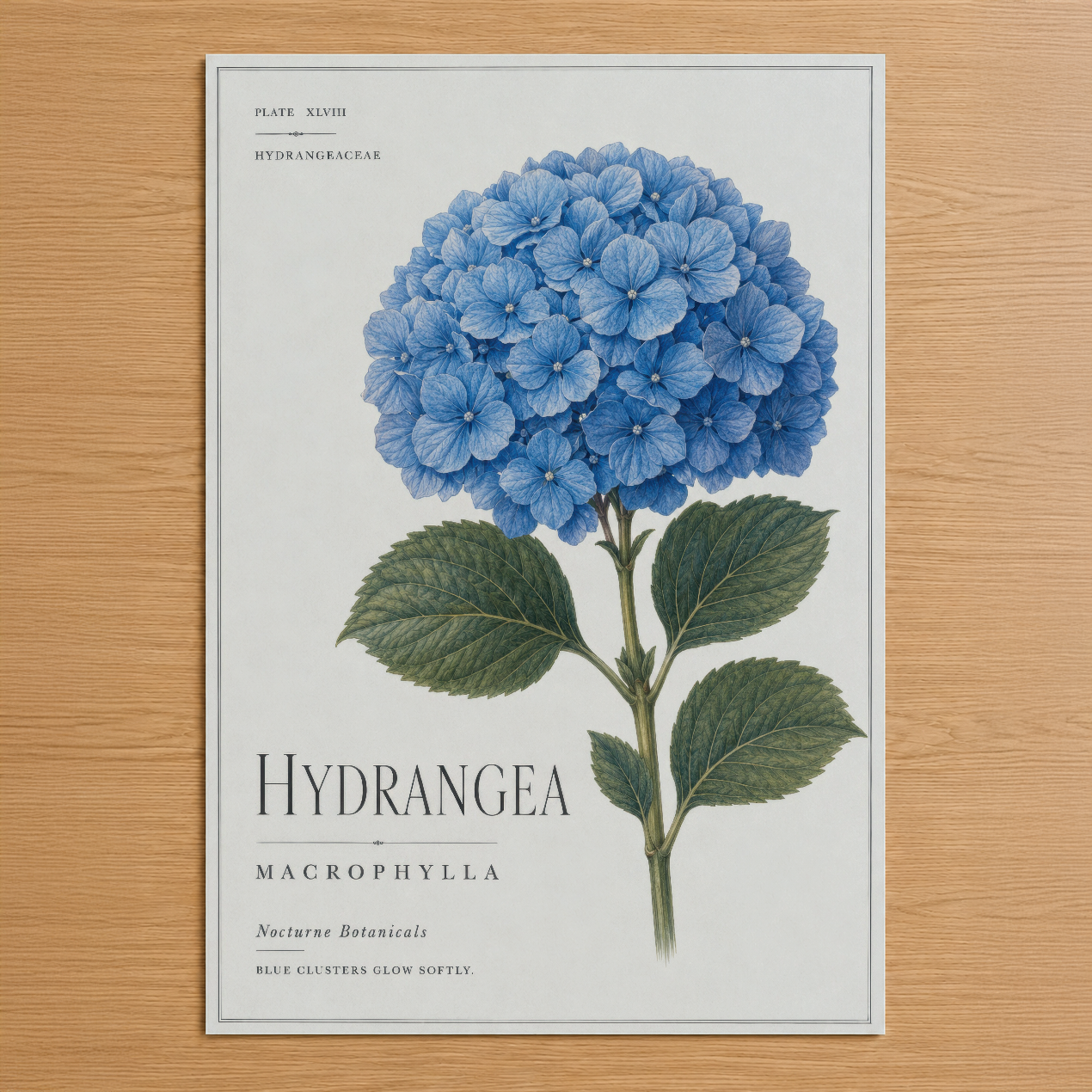 Klasik botanik sanatıyla çizilmiş mavi hortensia çiçeği, şık tipografi ve vintage stil poster tasarımı.