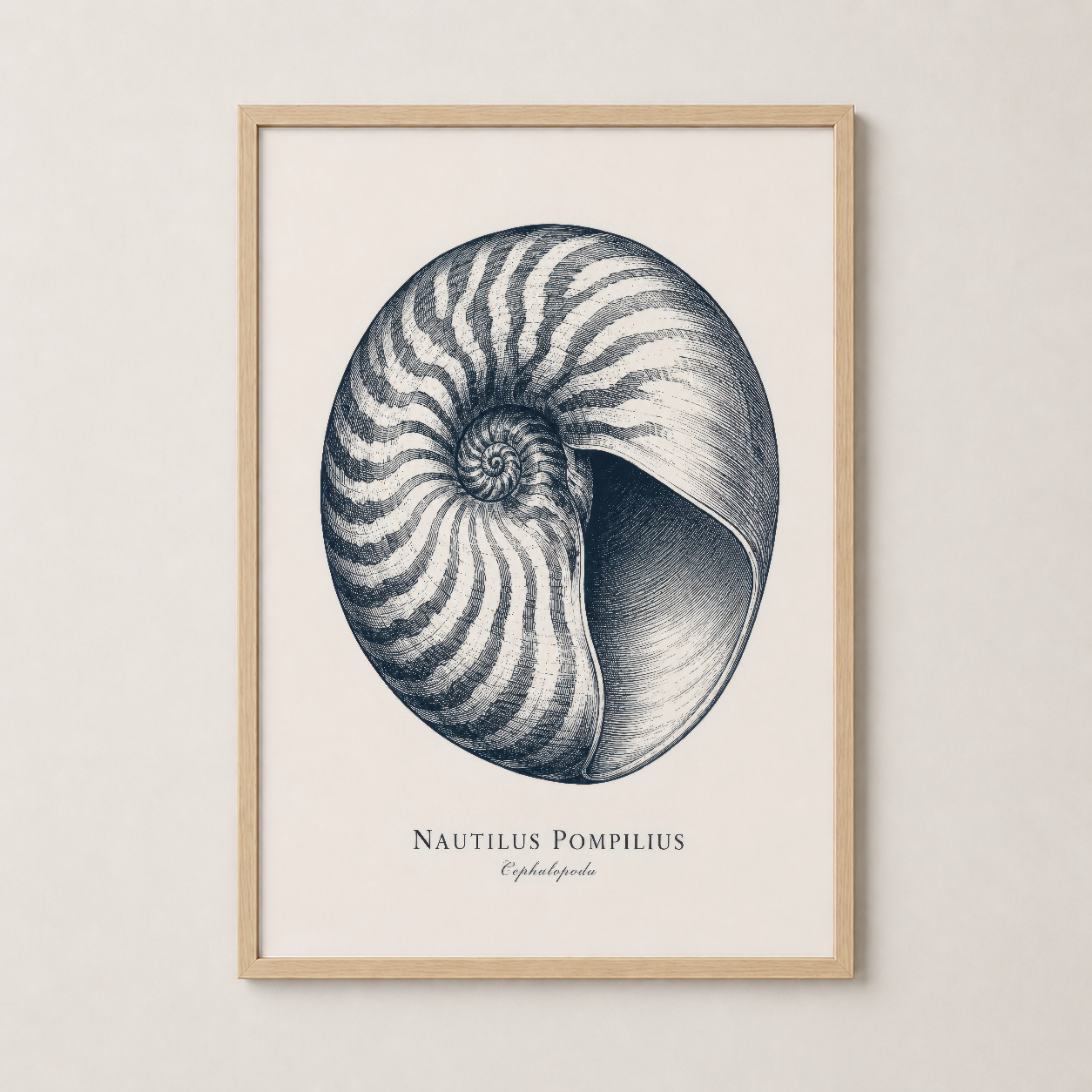 Nautilus Pompilius tablosu ahşap çerçevede, sıcak ve doğal bir tonda yaşam alanlarınıza uyum sağlayan poster.
