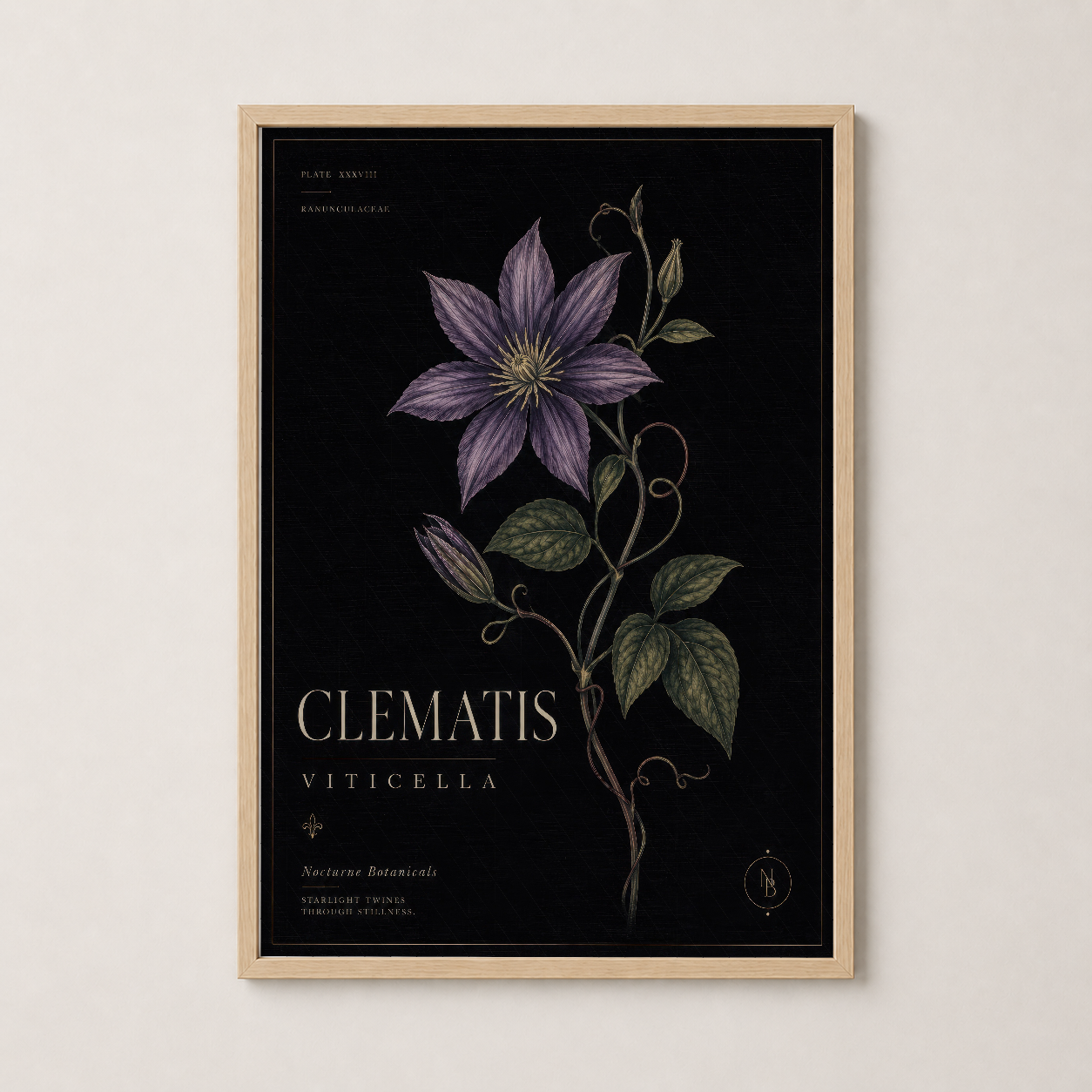 Ahşap çerçevede clematis viticella tablosu, siyah zemin üzerinde doğal botanik sanatı.
