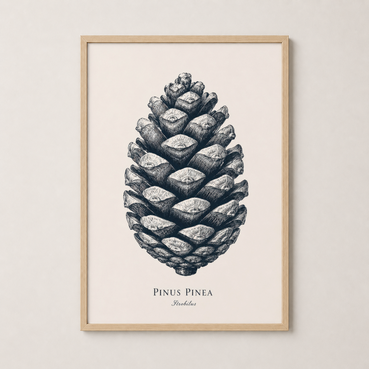 Ahşap çerçeveli Pinus Pinea baskısı, sıcak tonlarıyla klas ve doğallığı birleştiren botanik tablo.