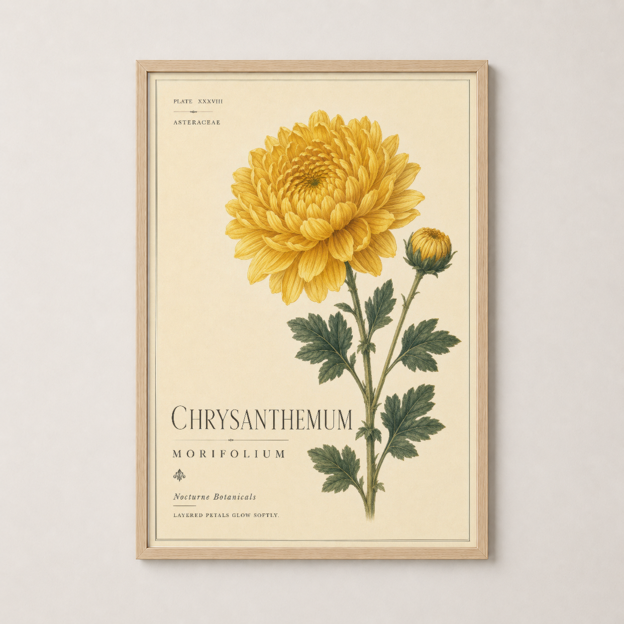 Chrysanthemum morfolium tablosu ahşap çerçevede, doğal ve klasik bir dekorasyon unsuru olarak kullanılıyor.