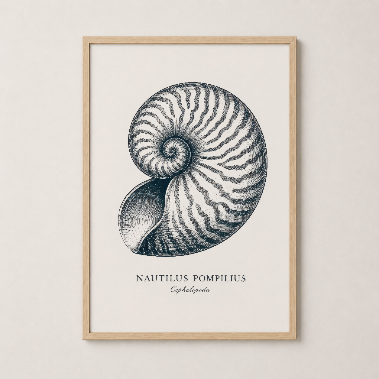 Doğal ahşap çerçeveli nautilus sanat eseri, sıcak ve organik iç mekan tasarımına mükemmel uyum.