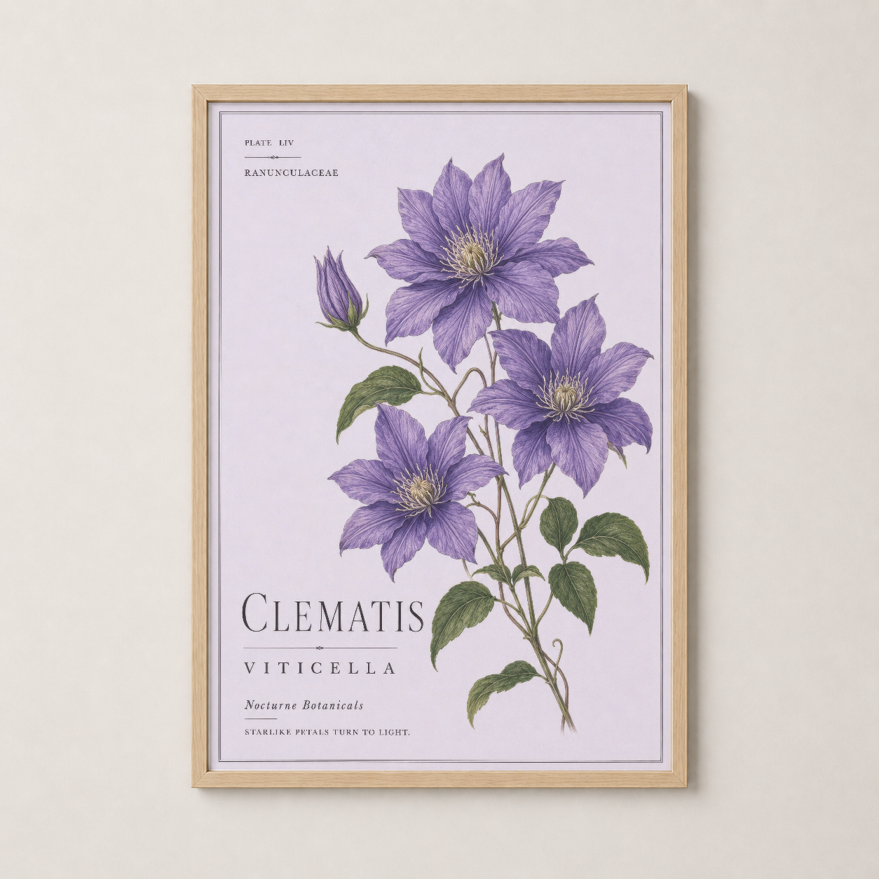 Clematı Viticella sanat tablosu ahşap çerçeveli, doğal botanik illüstrasyonlu zarif duvar dekoru.