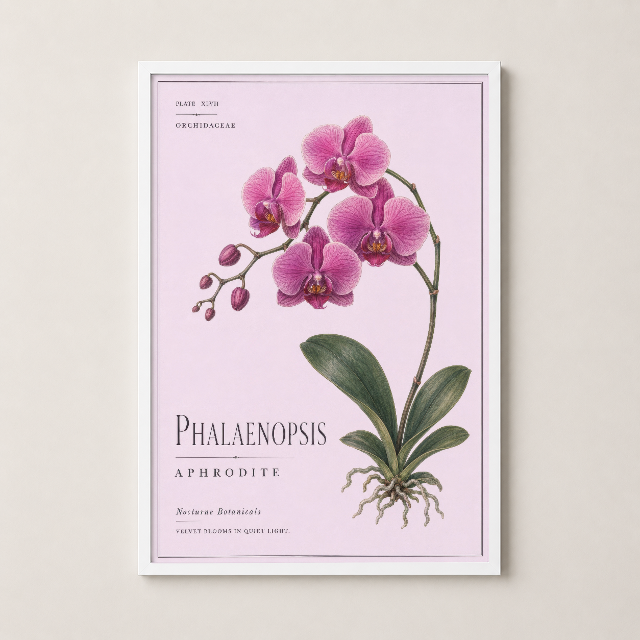 Beyaz çerçeveli orkide tablosu, minimalist dekorasyona uygun pembe botanik illustrasyon.