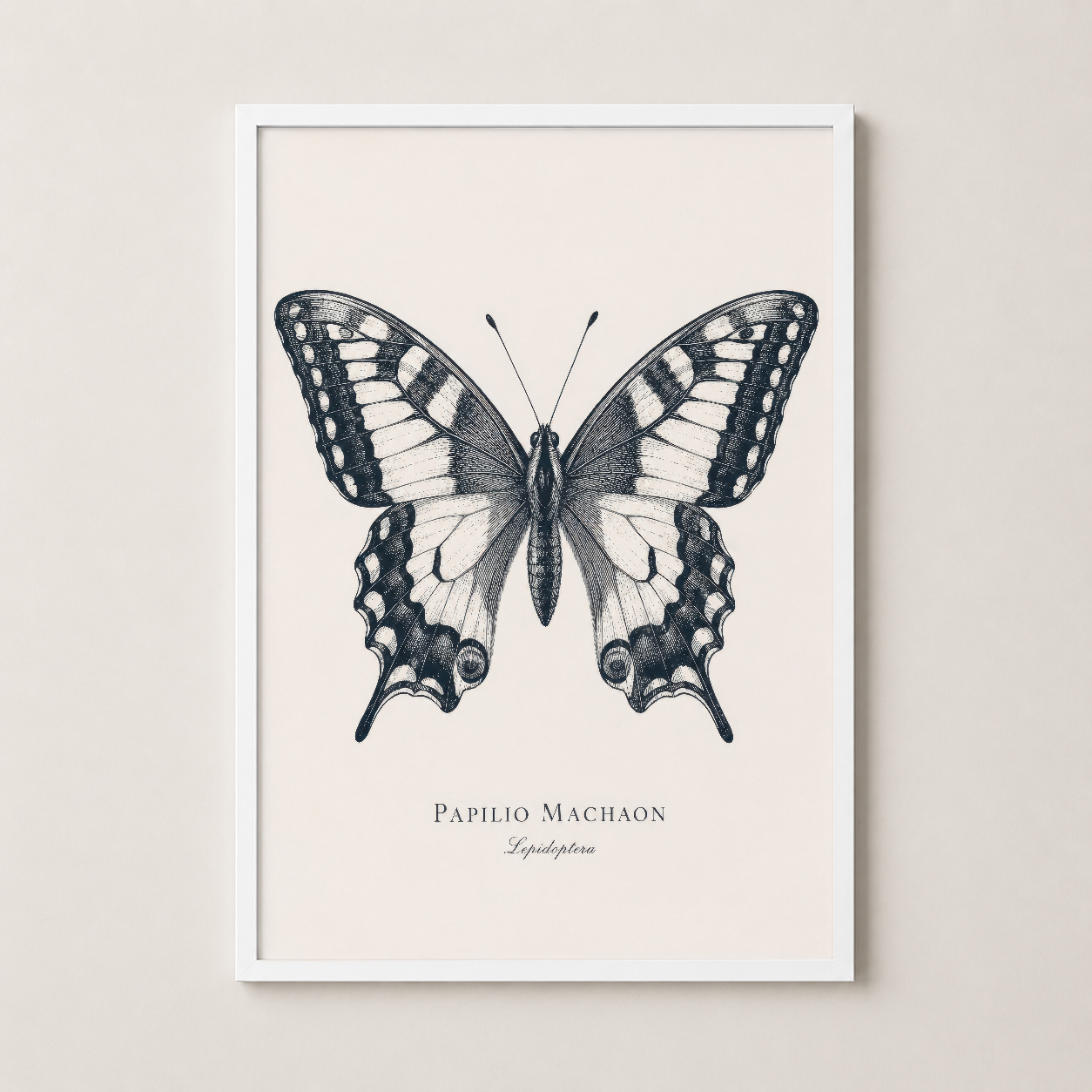 Beyaz çerçeve içinde, botanik ilham almış Papilio Machaon kelebek tablosu.