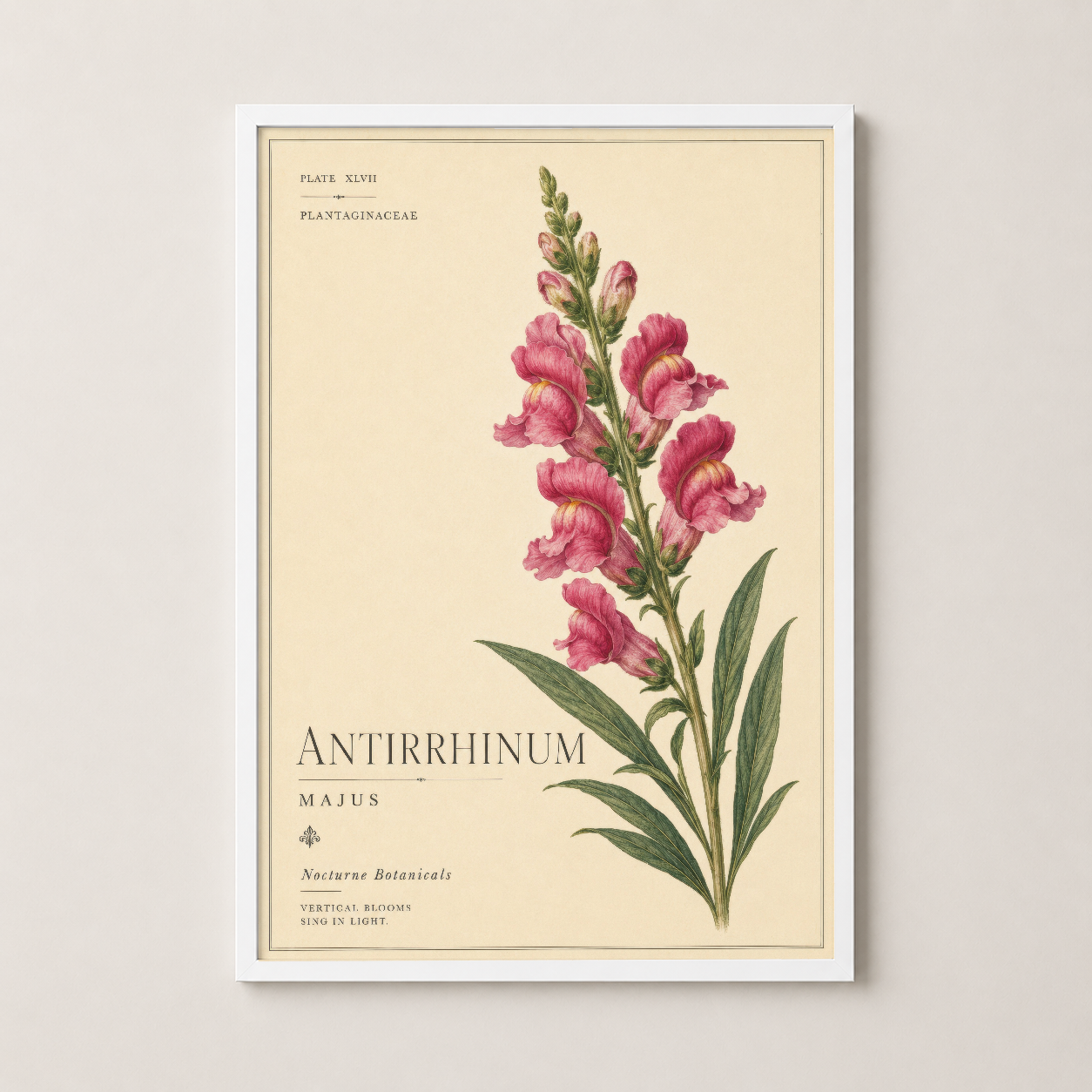 Beyaz çerçeveli antirrhinum majus tablosu, minimalist ve şık dekorasyon için ideal botanik baskı.