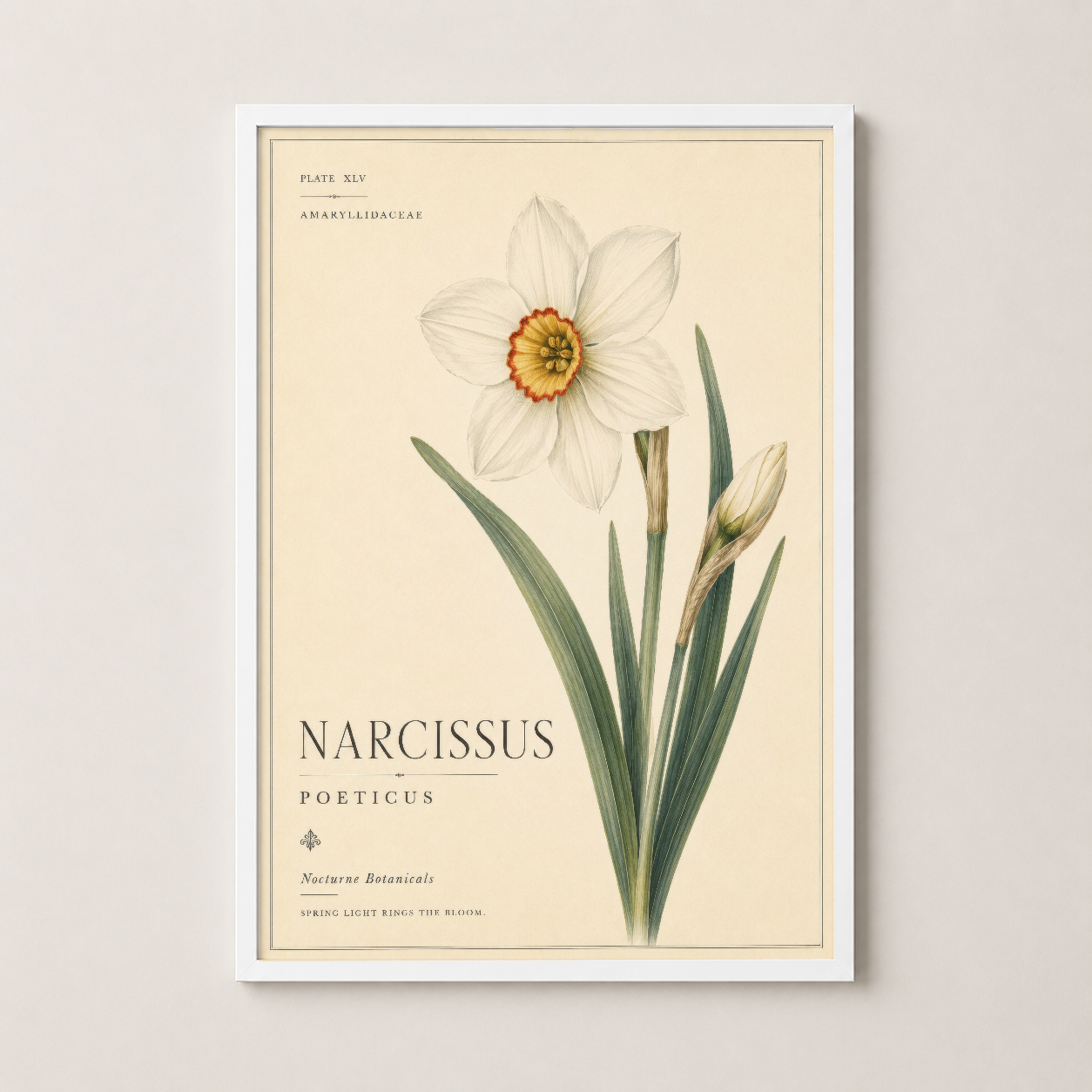 Beyaz çerçevede nergis poetic botanik resmi, narin çiçek görseli ve minimalist dekoratif tasarım.
