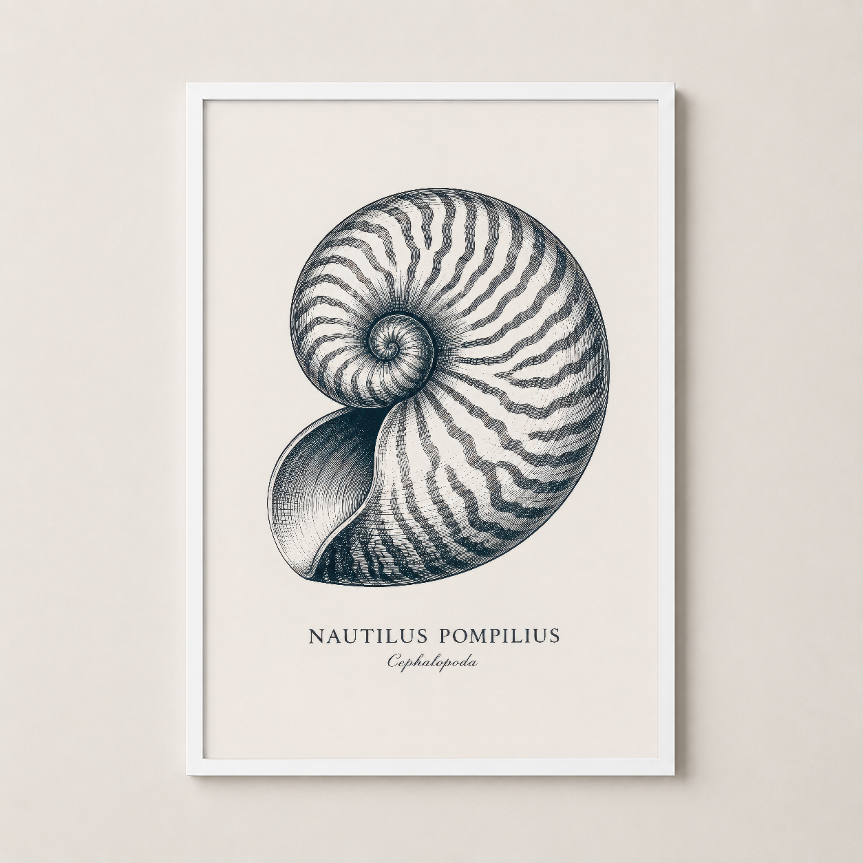 Beyaz ahşap çerçeveli nautilus baskısı, minimalist ve ışık oturma alanlarına uygun dekoratif tablo.